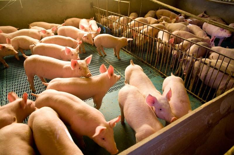 Santa Catarina embarca segundo lote de carne suína para Coreia do Sul