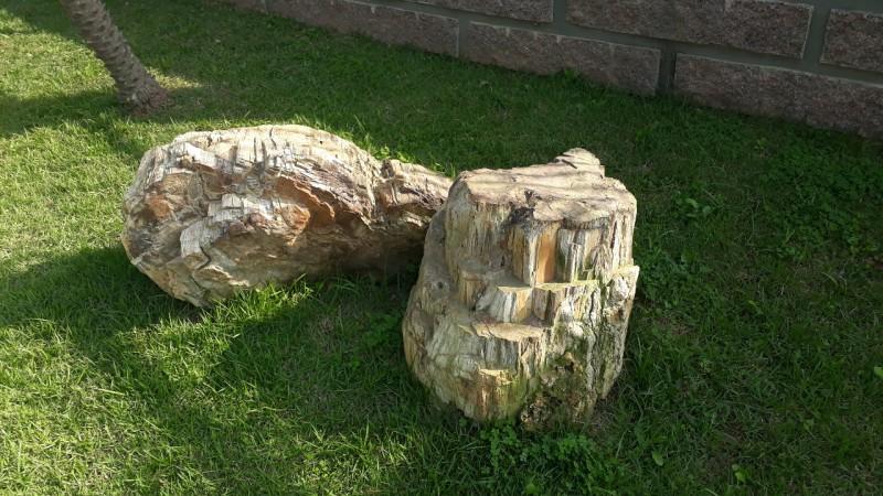 Fóssil com cerca de 250 milhões de anos é encontrado em Criciúma