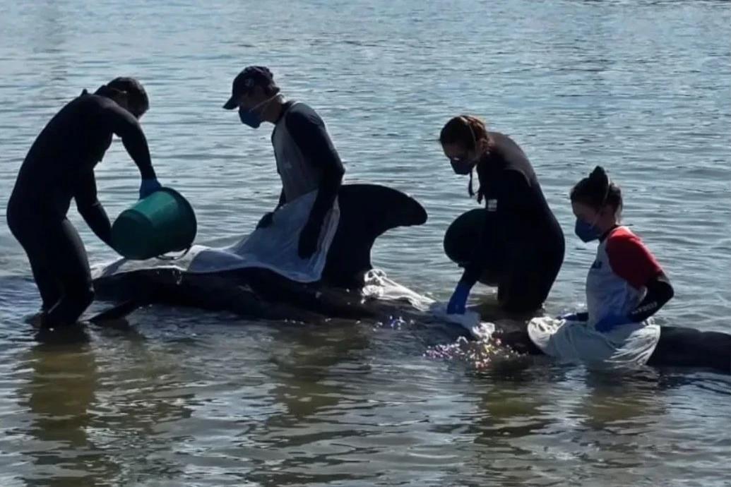 Baleia-piloto resgatada na Praia do Porto não resiste e morre
