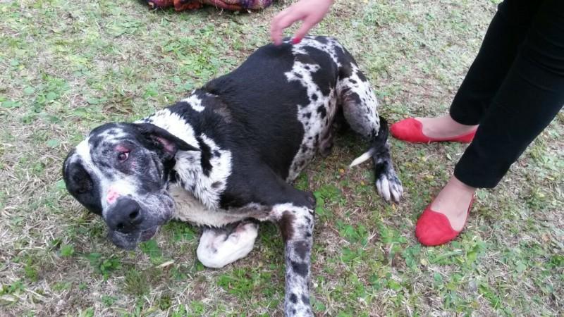 Bombeiros socorrem cachorro atacado por abelhas
