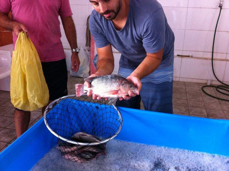 Peixe vivo na Feira Livre de Criciúma até amanhã