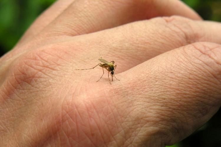 Nenhum caso de dengue foi registrado no Sul de SC