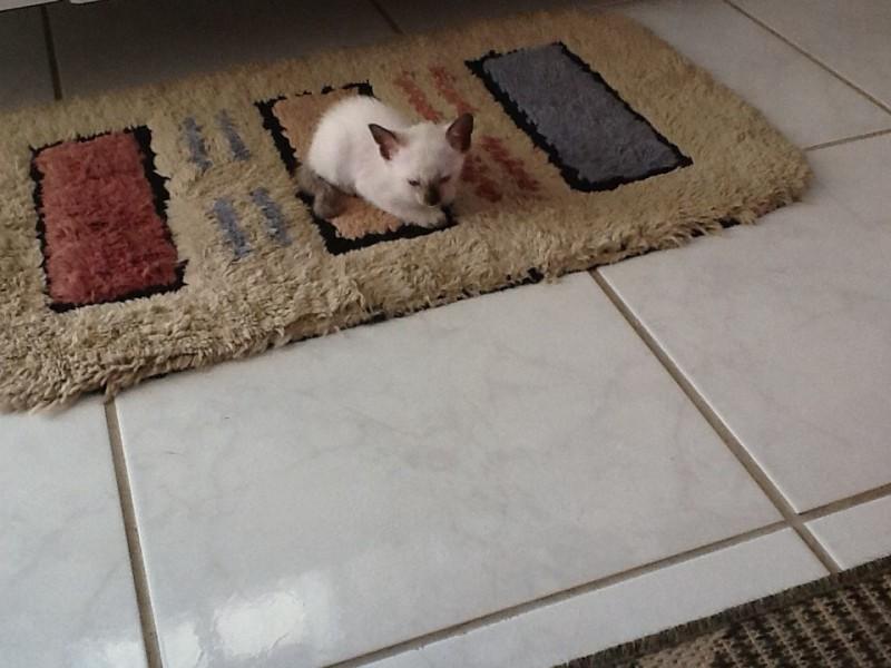 Animal encontrado no bairro N.sra Da Salete
