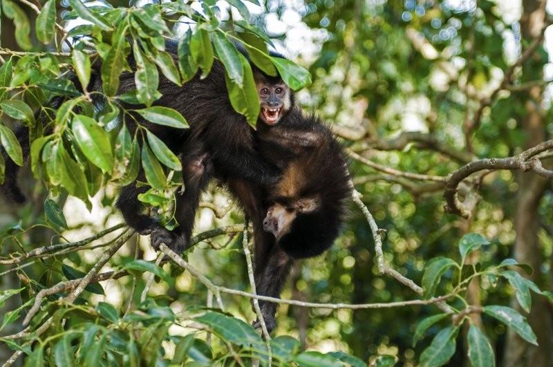 Macacos do Parque Ecológico  não são ameaça de febre amarela