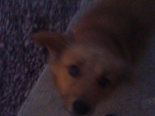 Encontrei esta linda cachorrinha