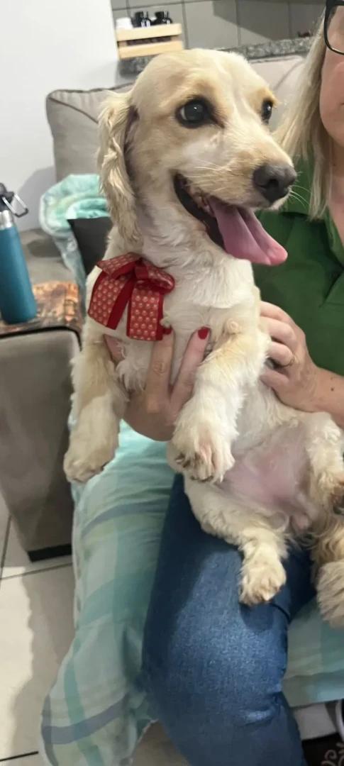 Animal encontrado no bairro Urussanguinha