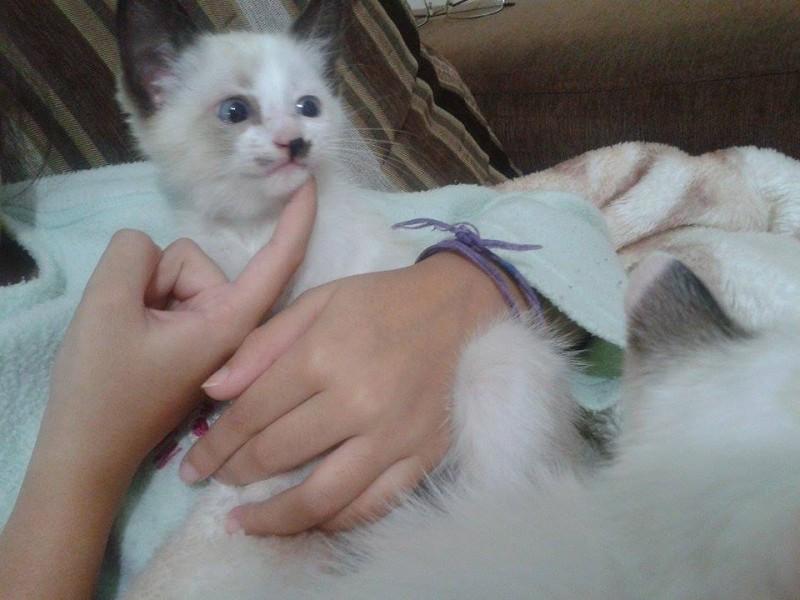 Animal encontrado no bairro N. Sra Da Salete