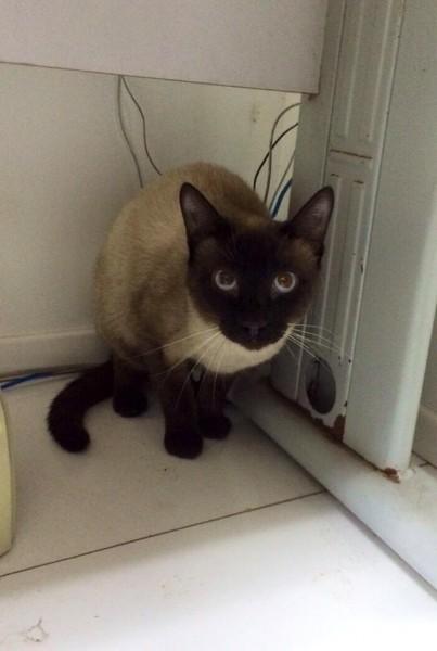 Animal encontrado no bairro Milanese