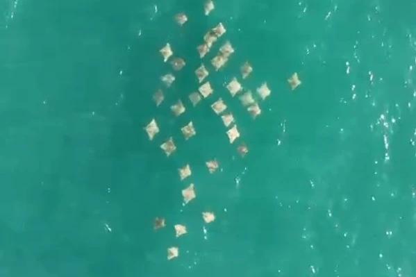 Novo grupo de arraias é visto no Farol de Santa Marta; veja vídeo