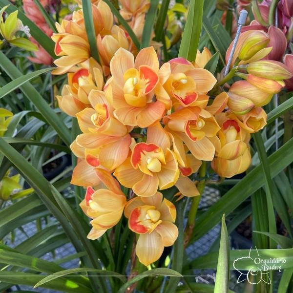 Urussanga recebe Exposição de Orquídeas neste final de semana  