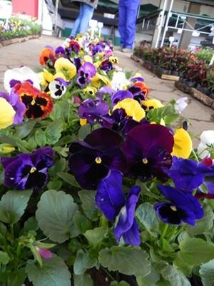 Feira das Flores disponibiliza plantas com preço baixo