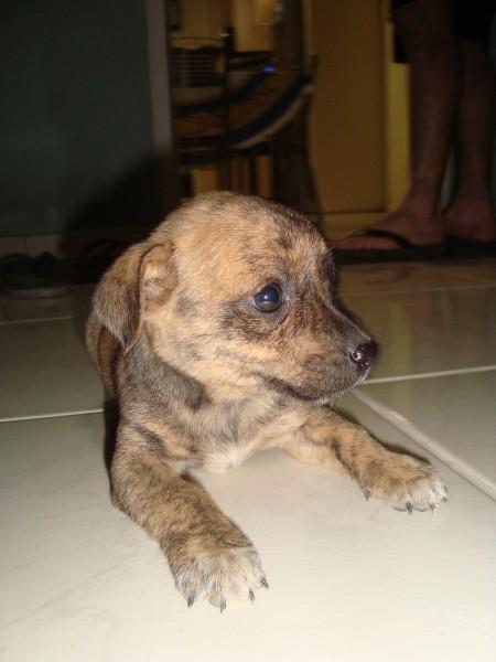 Animal encontrado no bairro Mineira Nova