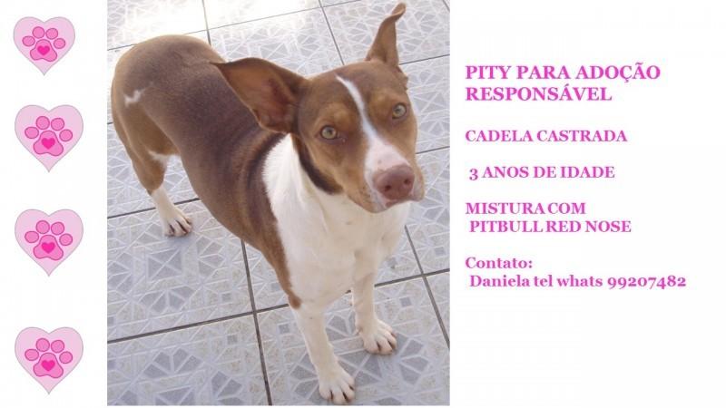 Animal para doação - Pity 