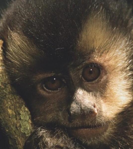 Livro sobre a fauna será lançado em Nova Veneza