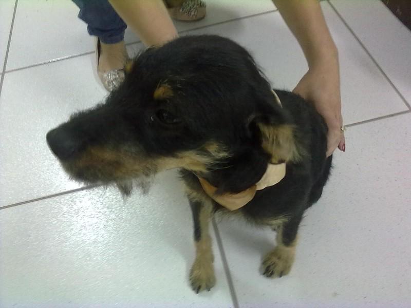 Animal encontrado no bairro Bairro Vila Rica 
