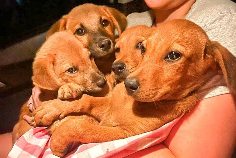 Entre latidos e miados, Feira de Adoção de Animais volta ao Criciúma Shopping