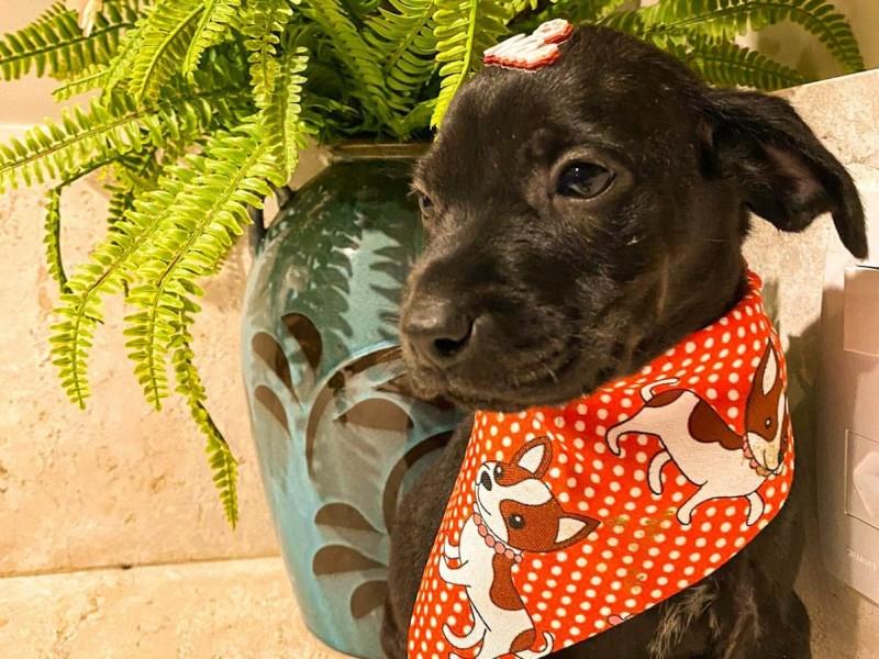 Criciúma Shopping realiza a sétima edição da feira de adoção de animais