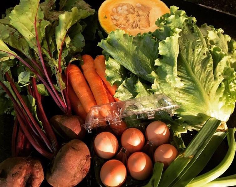 Clube Nossa Horta celebra um ano com 33 toneladas de orgânicos distribuídos