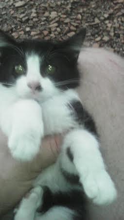 Gatos para adoção