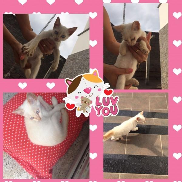 Animal para doação - Gato