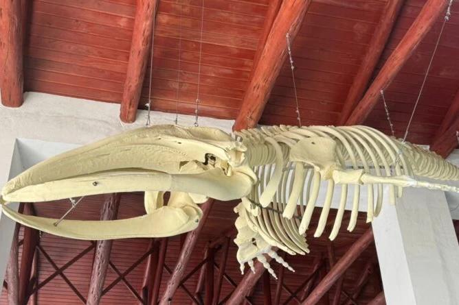 Esqueleto de filhote de baleia-franca é montado em museu de Imbituba