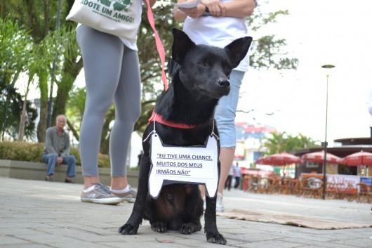 “Seja diferente adote um animal deficiente”, pede a S.O.S. Vira-Lata