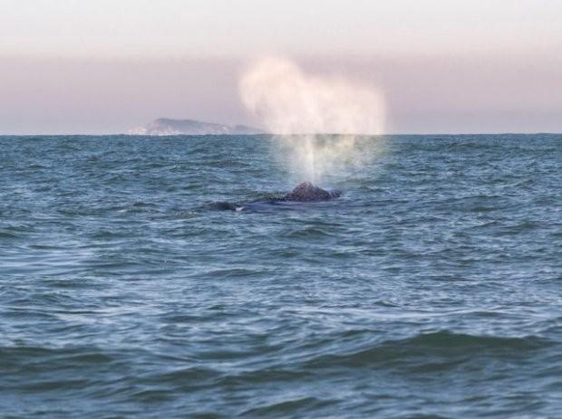 Temperatura do mar pode ter atraído baleias jubarte ao litoral catarinense