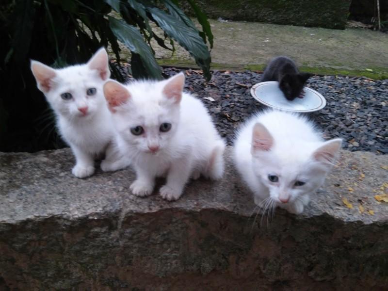 Animal para doação - Gatinhos Para Doação