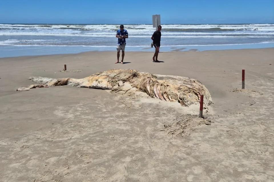 Carcaça de baleia é encontrada em Balneário Arroio do Silva