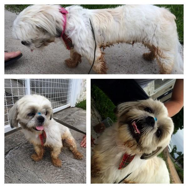 Animal encontrado no bairro Vila Floresta