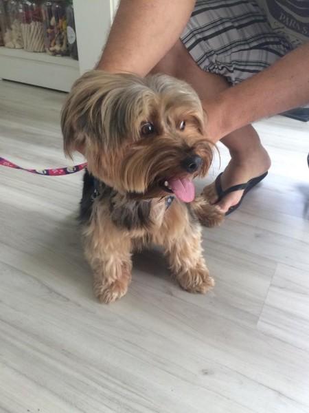 ENCONTRADO!!!!  Animal encontrado no bairro Michel