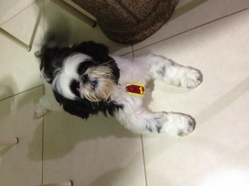 ENCONTRADO!!! Animal encontrado no bairro Michel