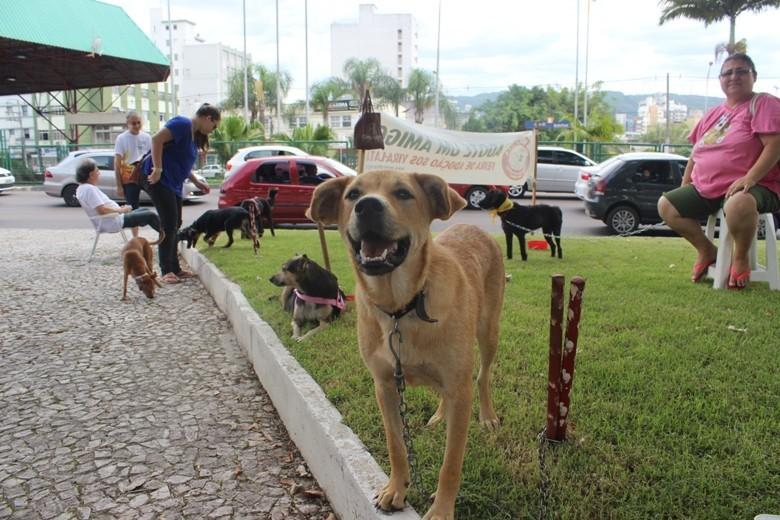 Rincão terá ação beneficente para animais de rua