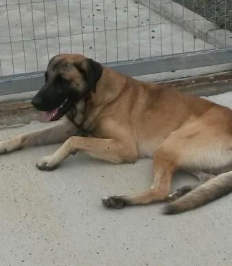 Animal encontrado no bairro Jardim Maristela