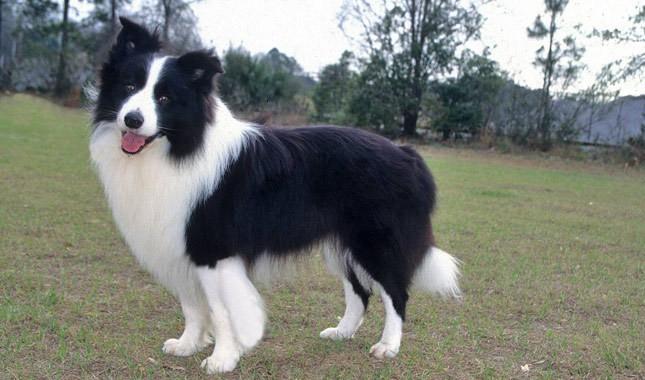 Animal encontrado no bairro Mina Do Mato
