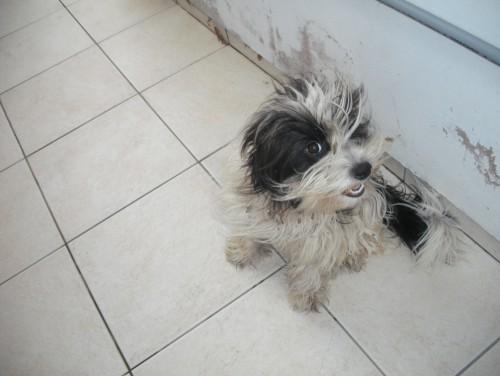Foi encontrado esse cão
