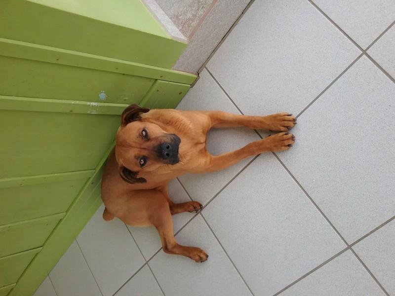 Animal encontrado no bairro Zona Sul
