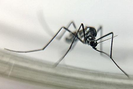 Dive confirma segunda morte por febre amarela em 2021 no Estado