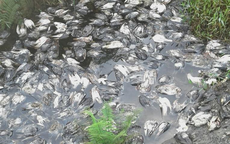 Cerca de 200 pombos são encontrados mortos em terreno