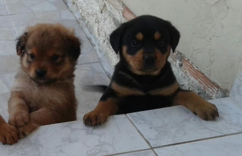 Animal para doação - Filhotes Para Adoção