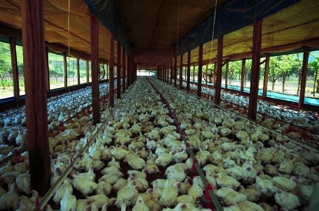 Agroindústrias de SC contam com escolta para o transporte de ração animal