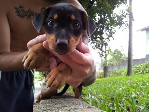 Encontrei filhote de Pinscher (Mistura) - Adoção