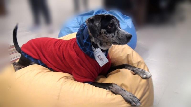 Com crachá personalizado, cão vira funcionário de empresa
