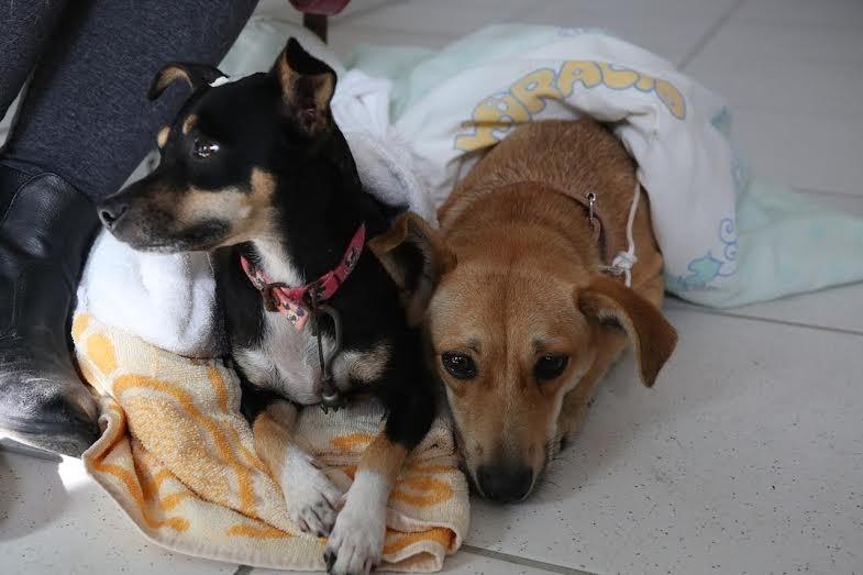 ONG organiza mutirão de castração de cães e gatos com preço acessível 