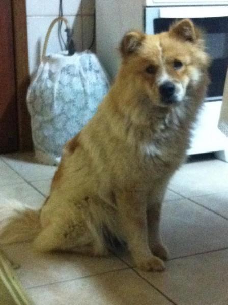Animal encontrado no bairro Santo Antônio