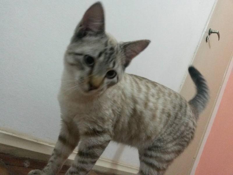 Animal encontrado no bairro Santa Bárbara