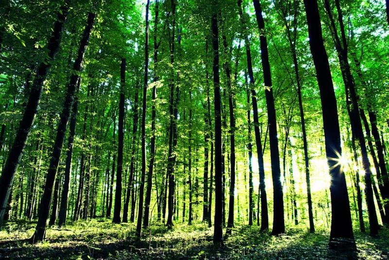 Unesc lança grupo de estudos sobre Educação Ambiental
