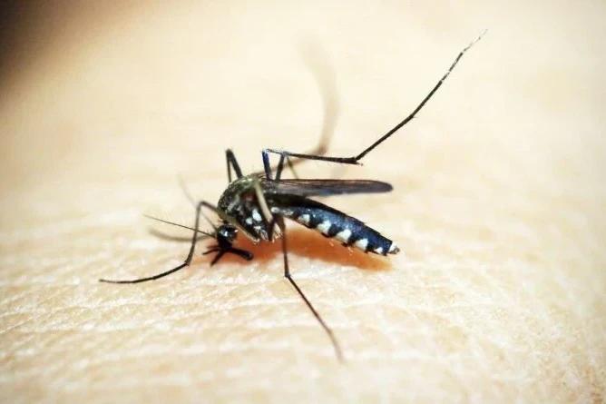 Focos do mosquito transmissor da dengue passam dos 100 em Tubarão neste ano