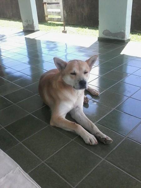 Animal encontrado no bairro Caravaggio