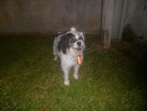 Cãozinho de coleira peitoral de couro vermelha